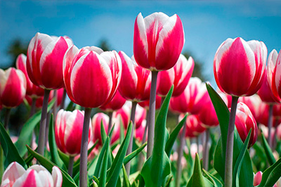 График работы офиса и склада 7, 8 и 9 марта График работы офиса и склада 7, 8 и 9 марта